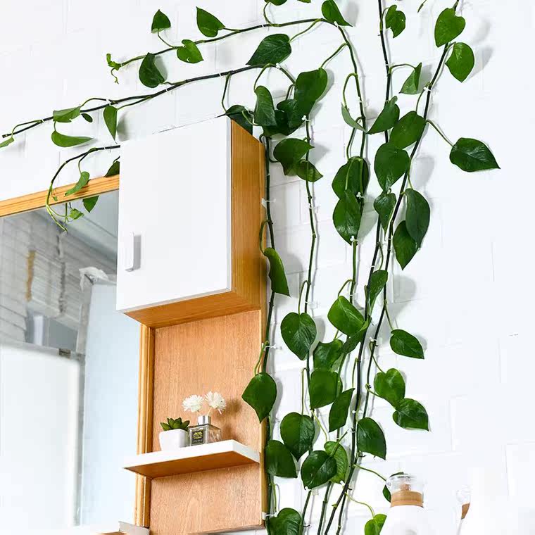 绿萝绿植爬墙固定器绿箩爬杆神器蔓藤植物物架爬墙固定器