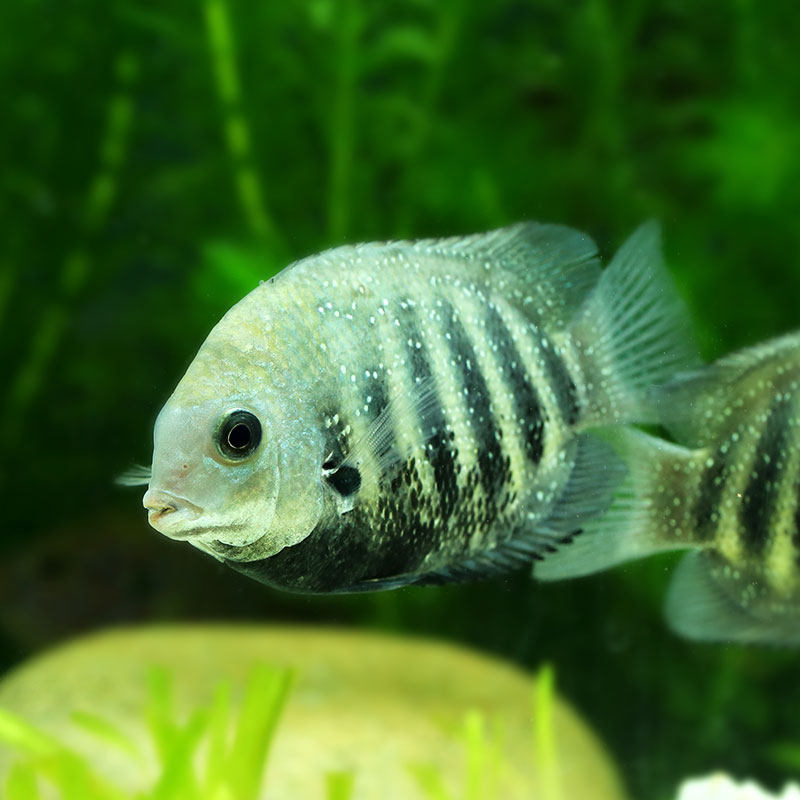 喷点菠萝鱼黄金菠萝鱼钻石菠萝鱼红肩绿菠萝鱼中大型热带鱼观赏鱼