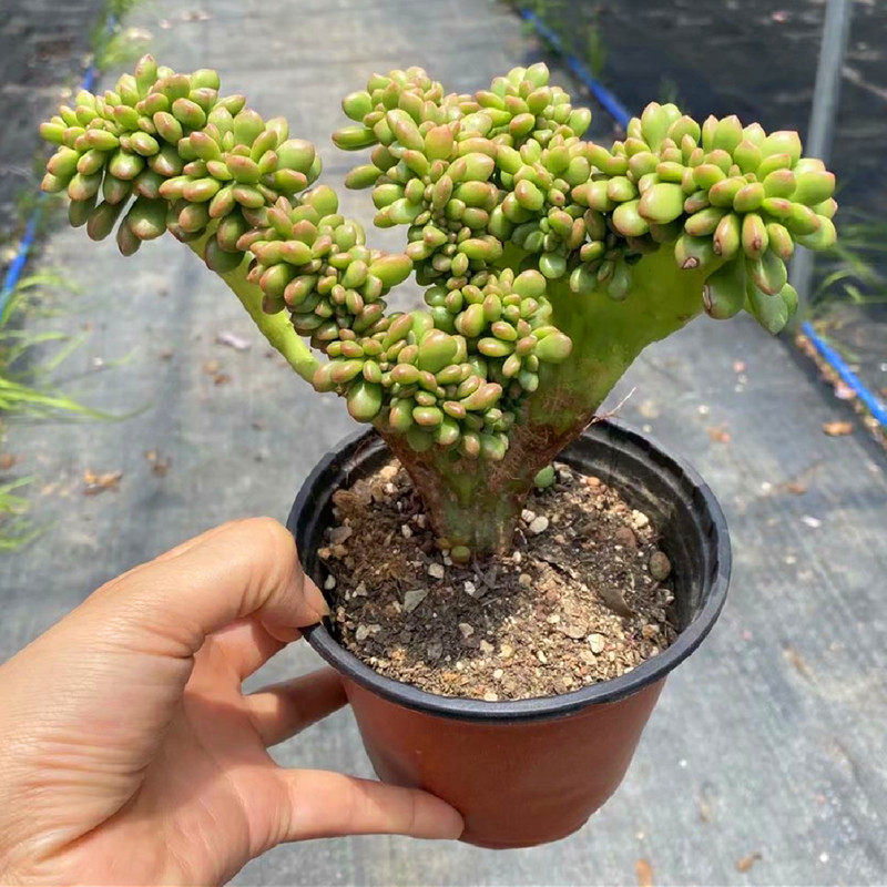 丸叶松之绿缀化老桩多肉植物稀有精品庭院美观多肉植物