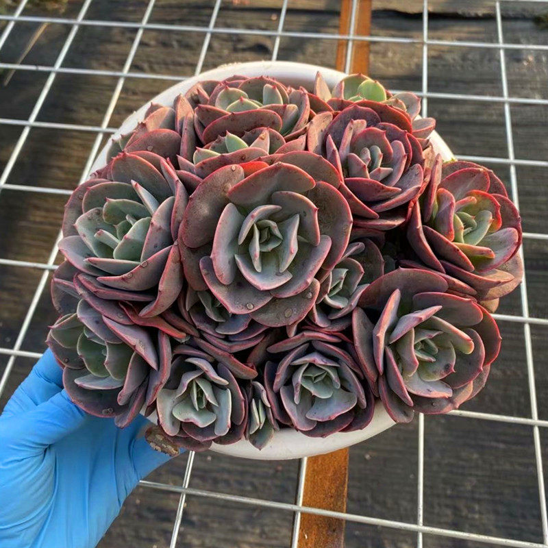 红粉台阁超大多头老桩稀有品种室内阳台防辐射多肉植物