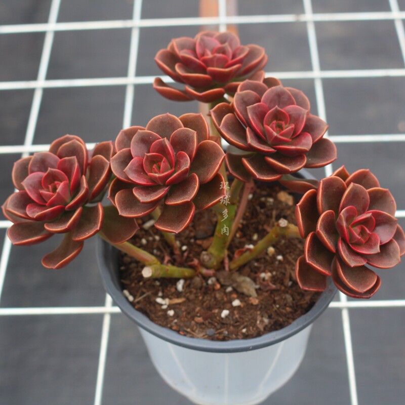 多肉植物巧克力多头老桩稀有品种室内防辐射景观多肉植物