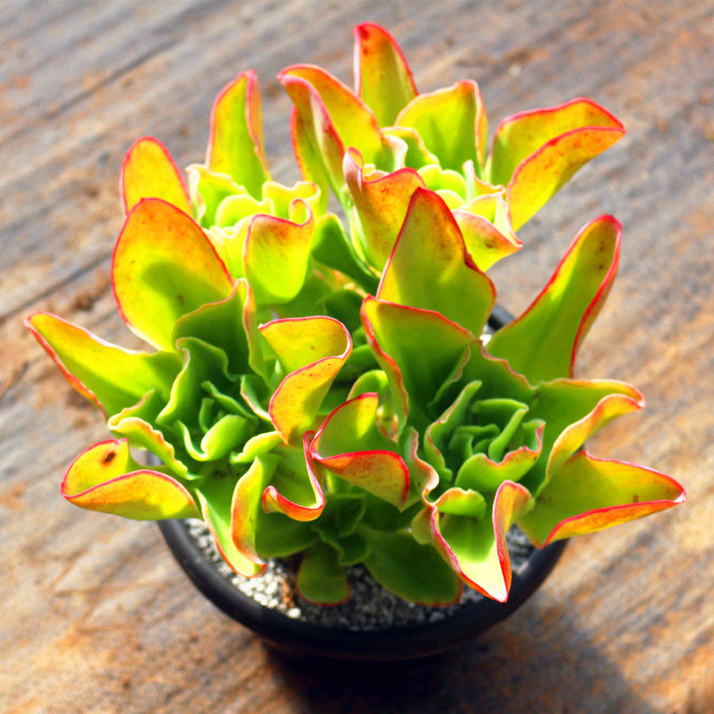 大颗老桩柠檬卷多植物高级精品庭院美观防辐射多肉植物