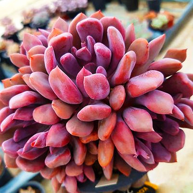 超大丘比特多头老桩多肉植物稀有品种办公室阳台多肉植物