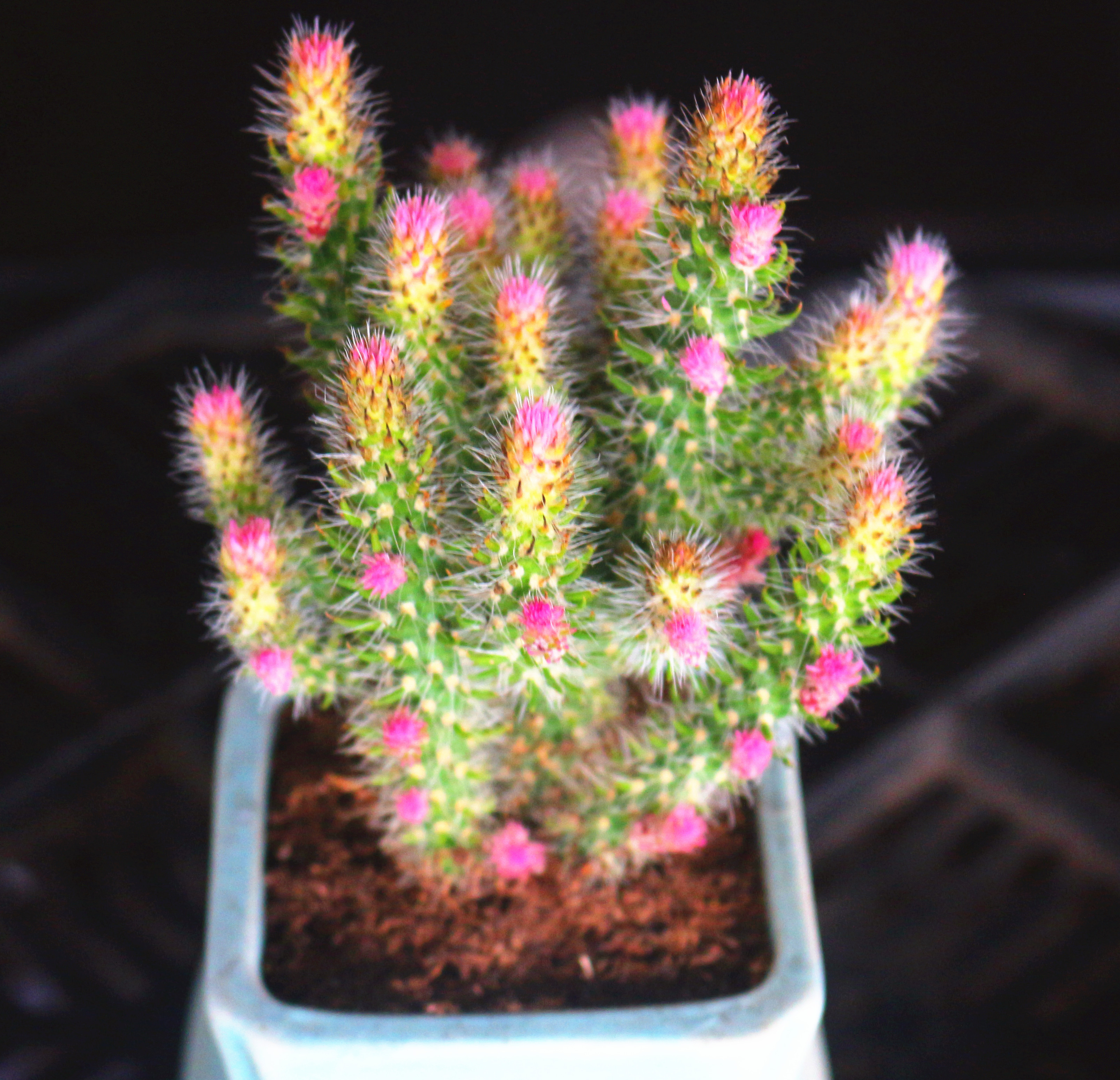 云南直发松鼠团扇锦多植物稀有品种室内花盆多肉植物