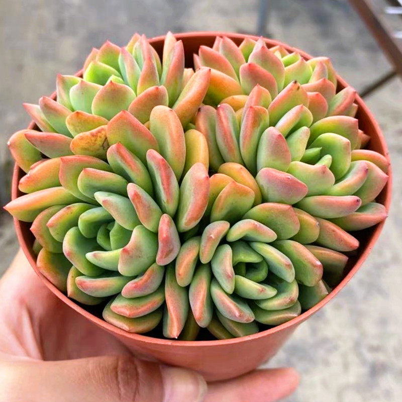 芬达群生老桩多肉植物稀有罕见品种办公室阳台多肉植物