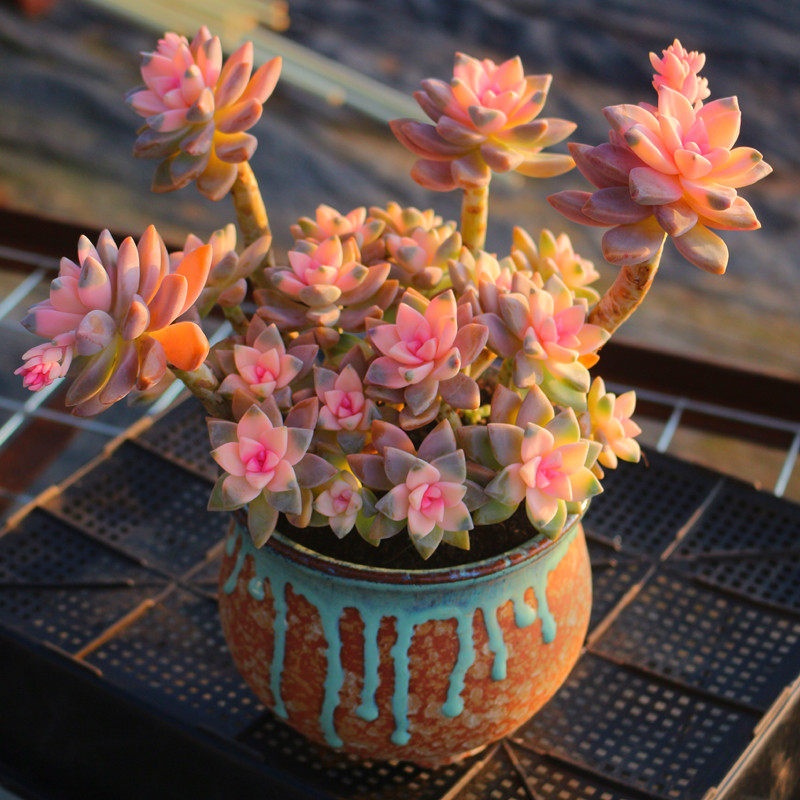 非常美观观景天大云南花卉紫雾锦老桩办公桌阳台多肉植物