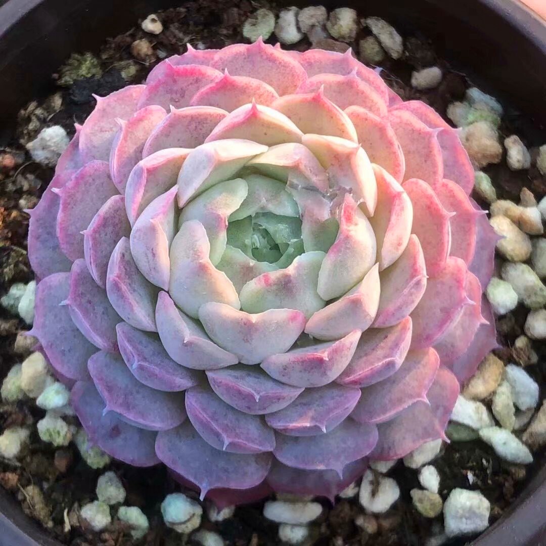 盆栽西府海棠多肉植物稀有品种办公室桌面小盆多肉植物