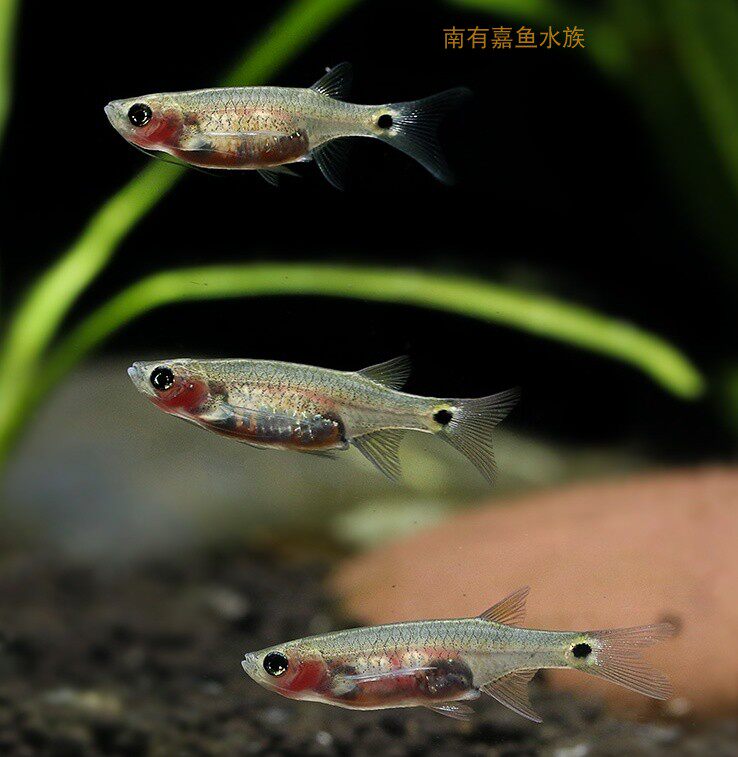 南美美龙须灯清洁草缸油膜工具上层热带鱼淡水鱼