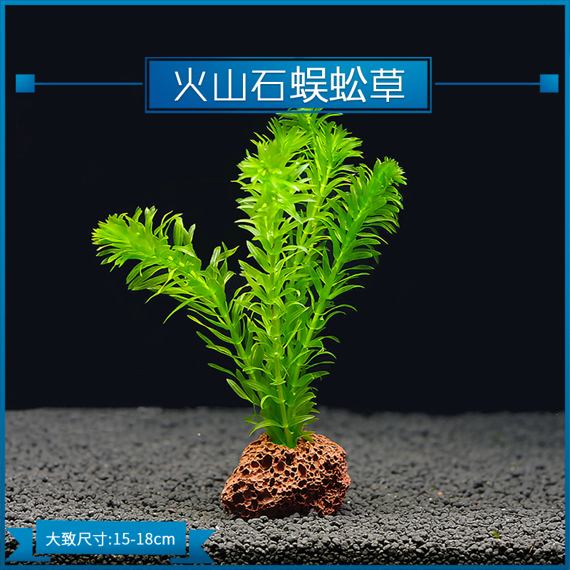 蜈蚣阴性增氧活体懒人淡水新手茎类后景净水水草