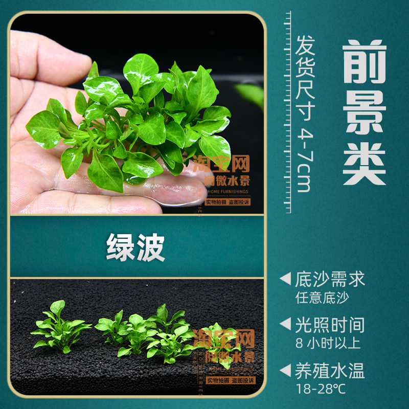 鱼缸前景水草新手造景懒人淡水阴性活体植物水草