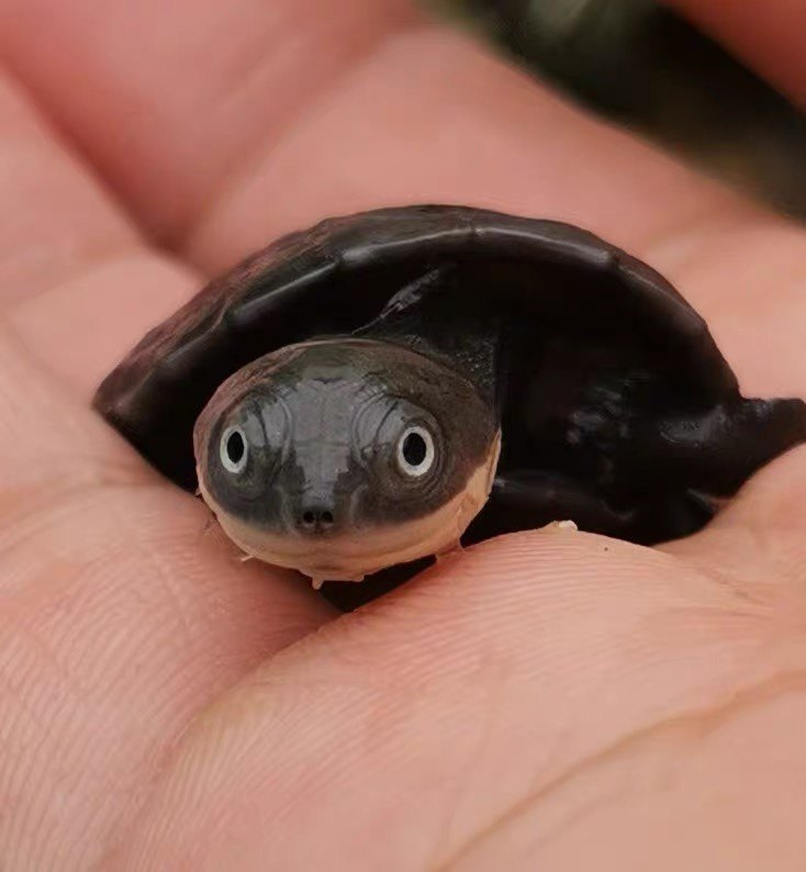 活体沼泽龟苗微笑天使西非侧颈龟圆龟