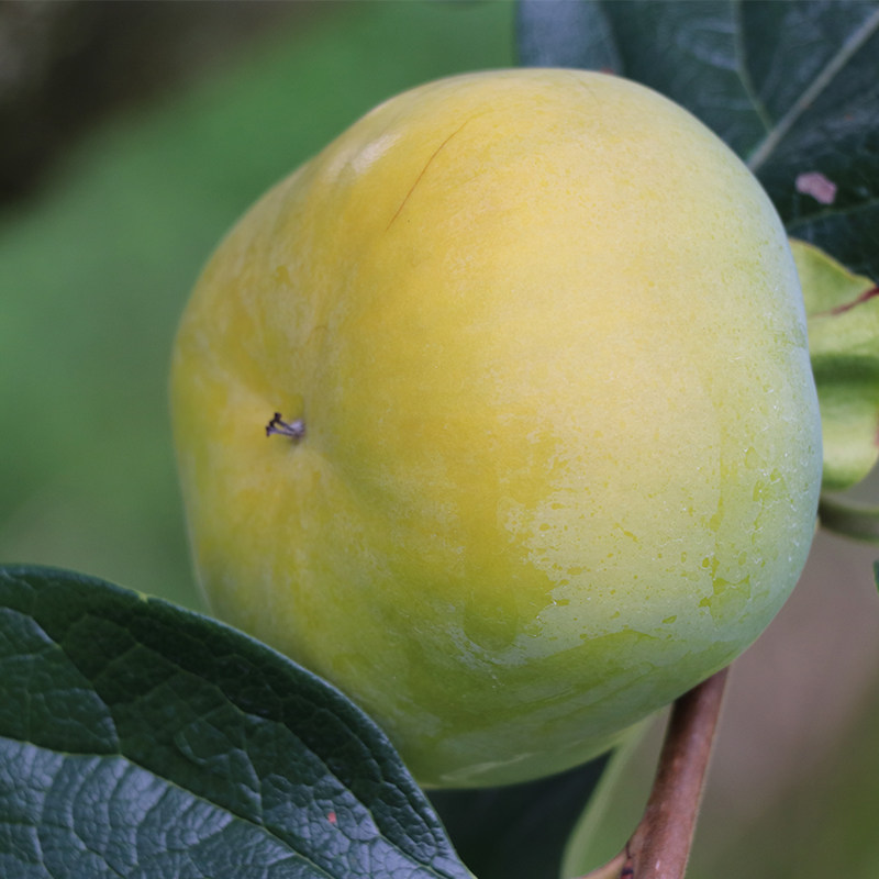 柿子云南新鲜现摘日本次郎甜当季无涩口削皮即吃柿子