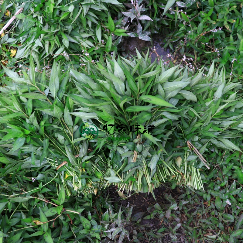 云南特有香料野生香蓼香柳菜辣蓼草叶菜类