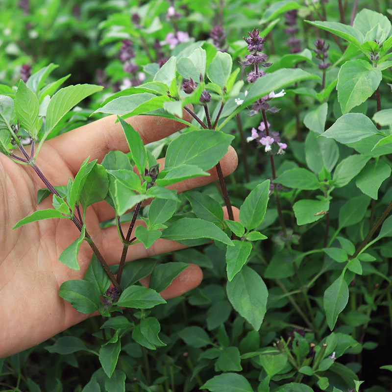 云南金芥九层塔金不换调料傣味新鲜香料野生九层其它