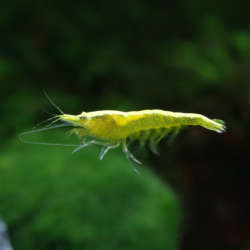 观赏黄金米活体藻虾虾草缸宠物黄米虾基因虾金金米虾