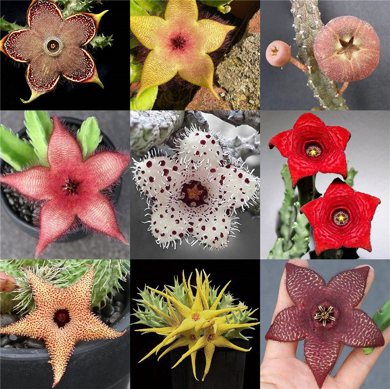 组合萝藦科阿修罗甜甜圈大花犀角波斯地毯开花多肉多肉植物