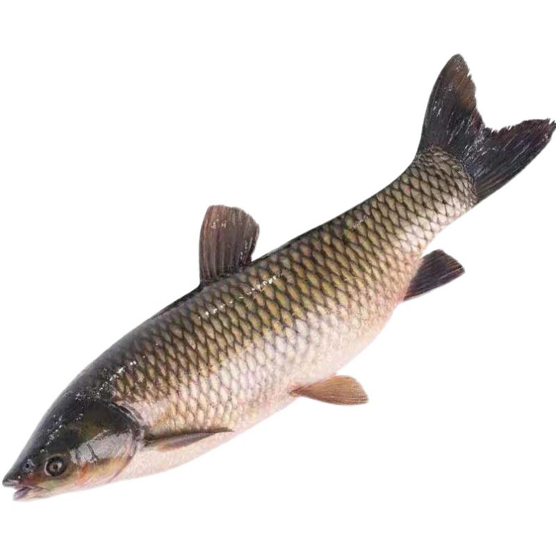 子鱼草鱼微山湖野生淡水活鱼新鲜现杀混子鱼肉淡水鱼类