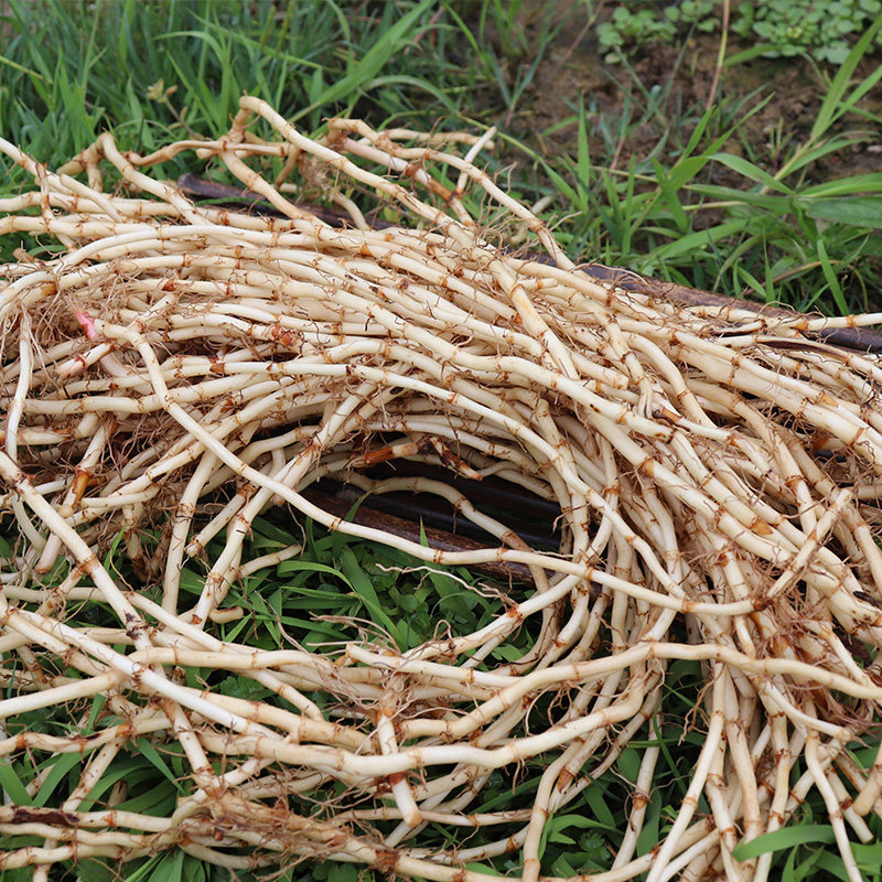 贵州鱼腥草4斤装嫩根 鱼腥草茶 新鲜当农折耳根节节根包邮带泥