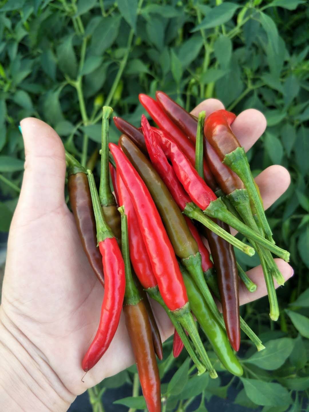 湖南新鲜小米朝天椒红尖椒特辣小米椒红辣椒现摘辣椒