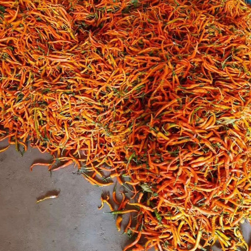 黄贡椒黄辣子辣子湖南特色烹饪黄剁椒酱黄辣椒3斤其它