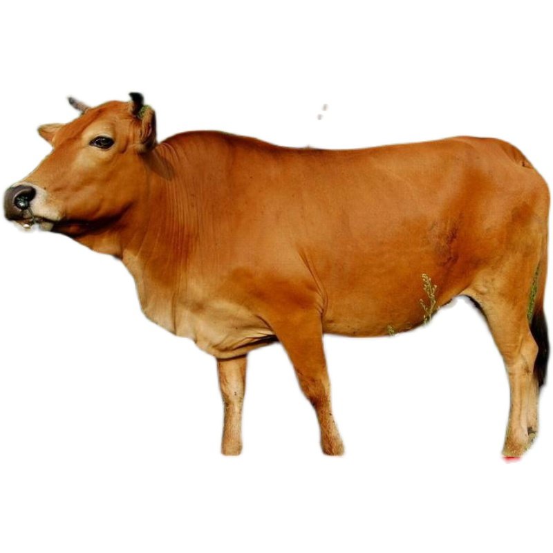 鲁西黄牛改良小黄牛大型肉牛犊商品牛怀孕母牛种公牛养殖技术服务