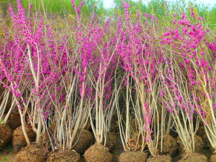 花苗紫荆紫荆树树苗丛生小苗庭院植物盆栽地栽空气净化剂