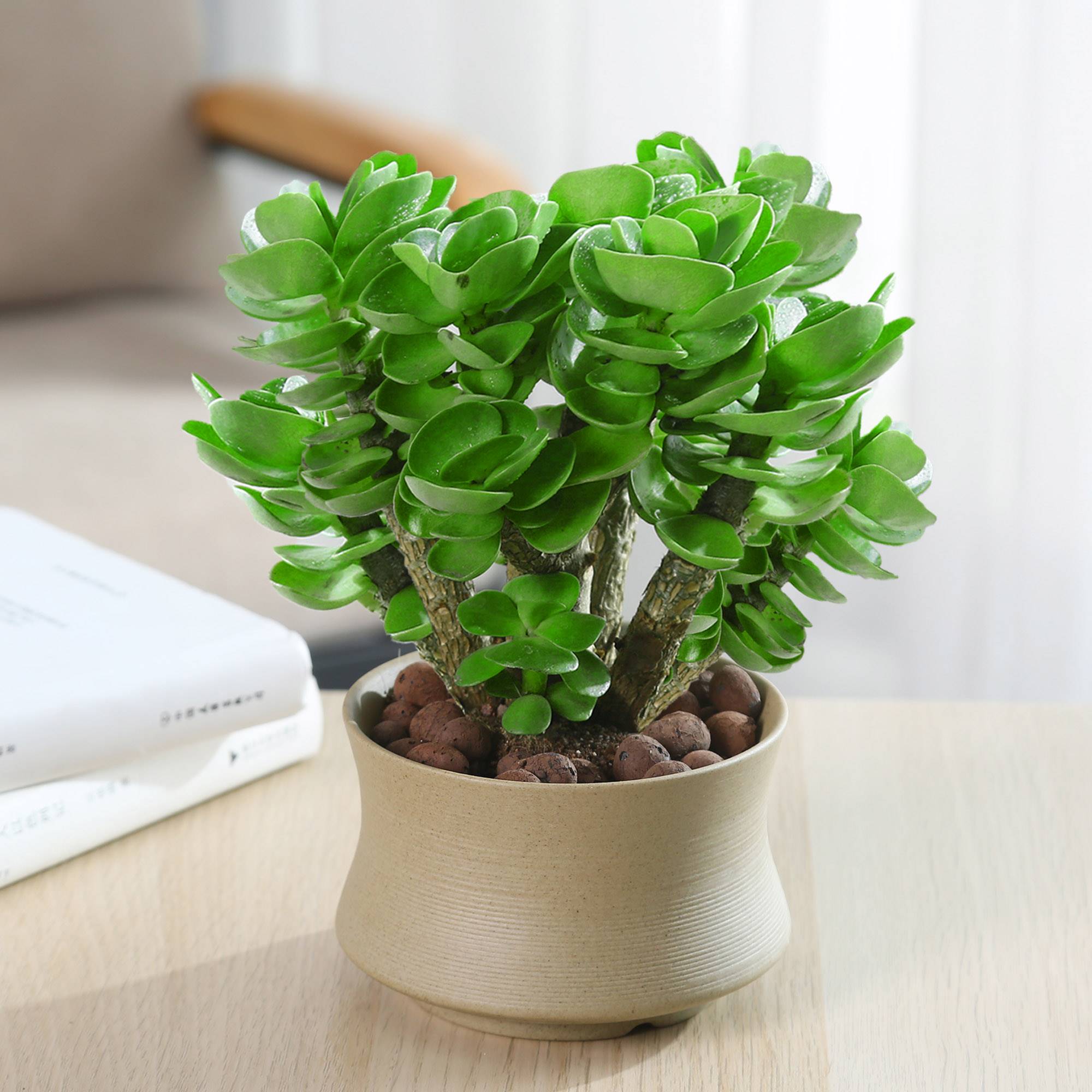 金钱盆栽老桩多肉植物招财室内办公室桌面好养多肉植物