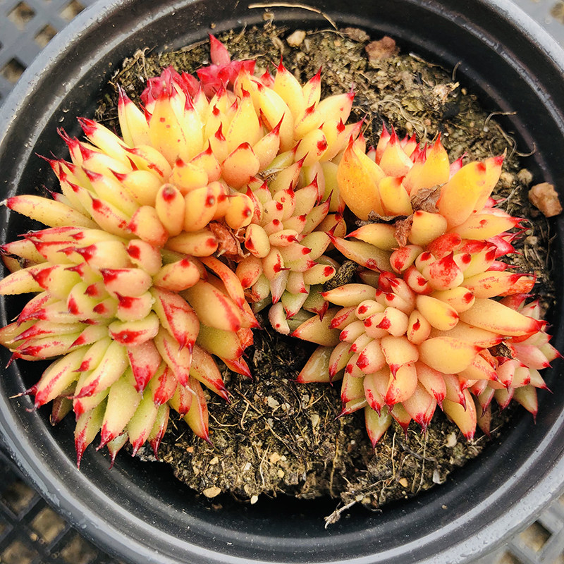 口红缀化9cm多肉植物控养年老品种果冻色带多肉植物