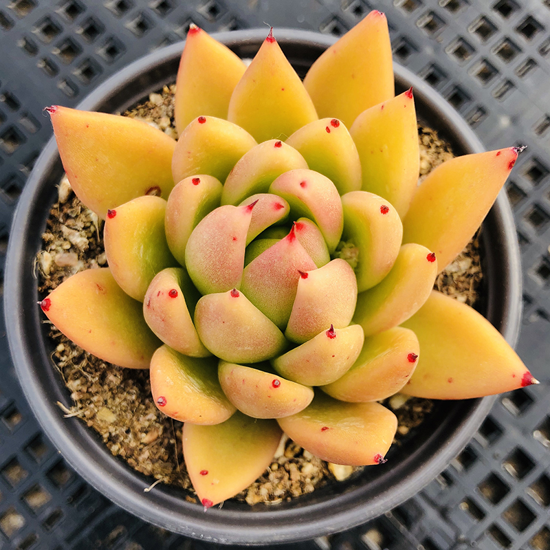 琥珀金色带优选系列冬云尖尖蜡单头黄色带果冻植物多肉植物