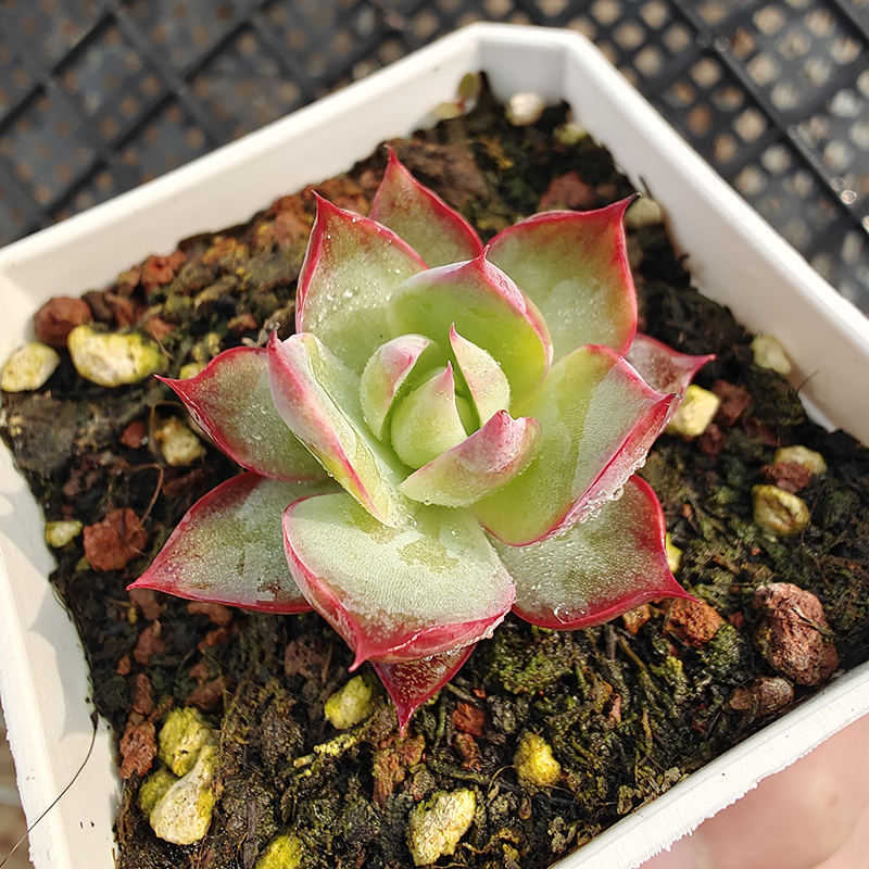 宽叶惊鸿仙子7cm盆单头多肉植物带勾勾叶带拉丝锦