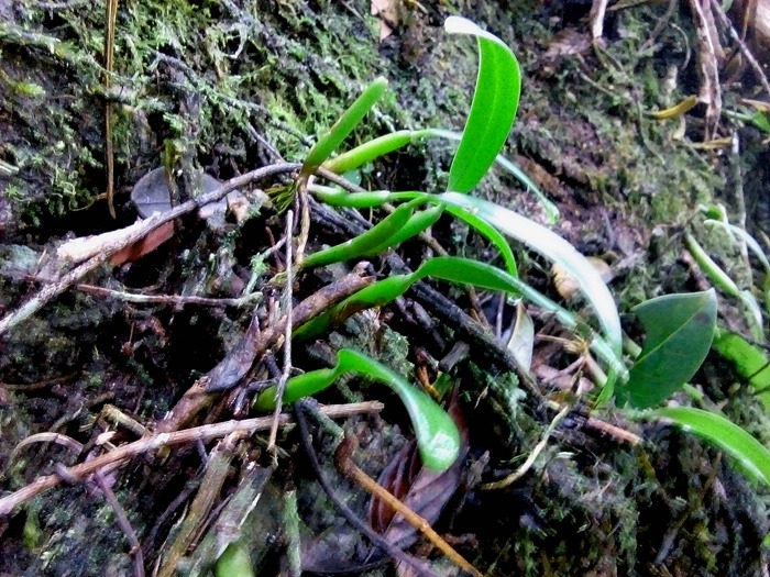 芳香石豆室内喜阴花卉盆栽原生附生水陆生态时令草本花卉