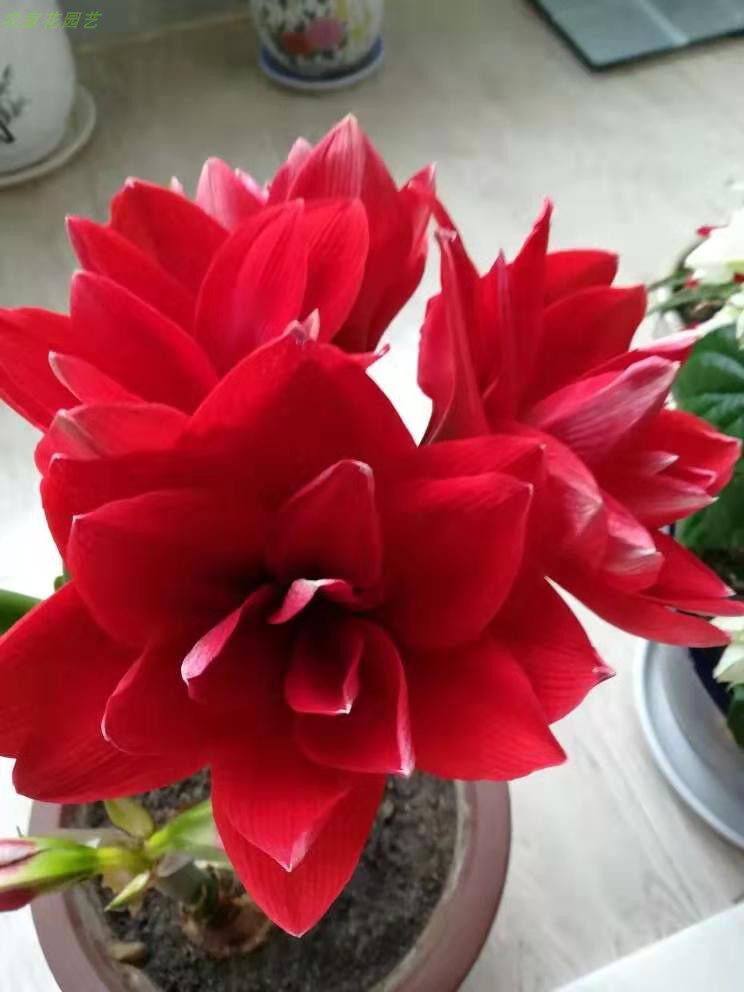 12月发货荷兰进口朱顶红种双龙多年多年生生球根种球