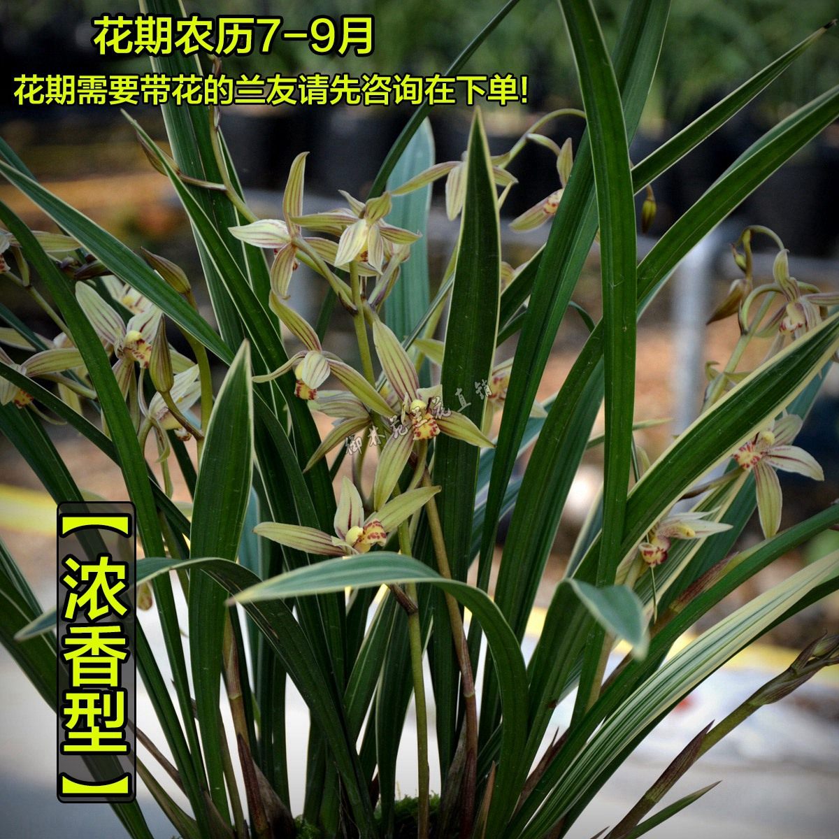 正品建兰四季兰花卉兰花季带花苞兰花苗浓香盆栽桌面绿植低价包邮