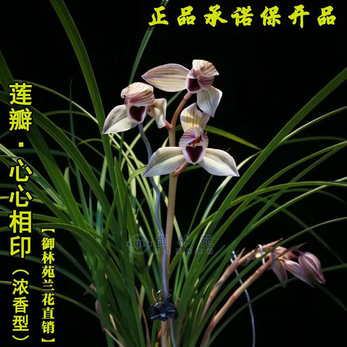 莲瓣心心相印兰花花苗高档花卉植物盆栽花期花苞时令草本花卉