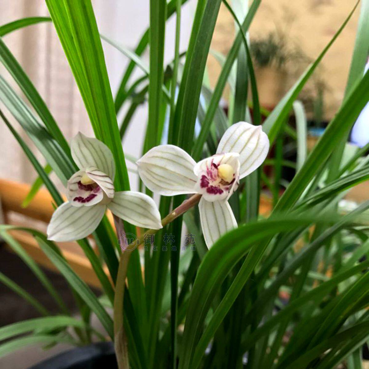 莲瓣荡山荷兰花苗高档花卉植物盆栽花期花苞时令草本花卉