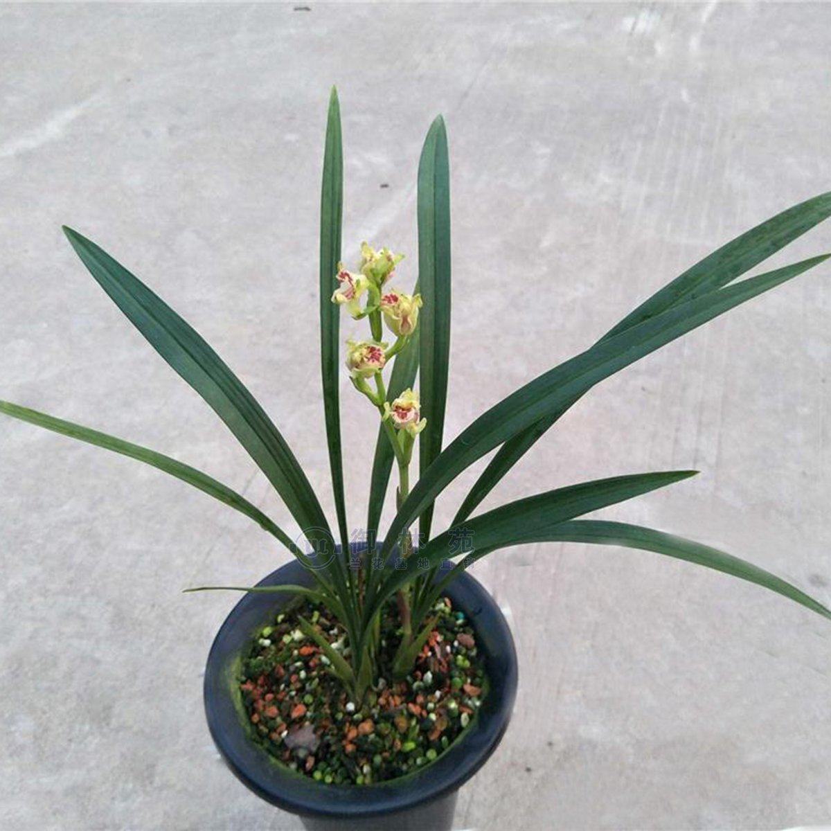 建兰彩云追月兰花花苗高档花卉植物盆栽花期时令草本花卉