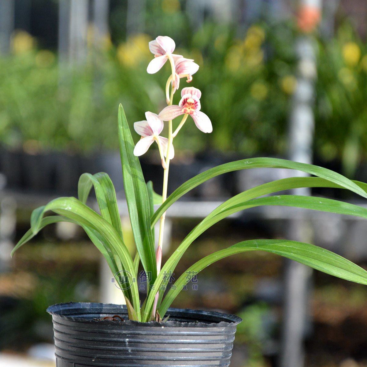 建兰矮种荷瓣粉荷花苗高档花卉植物盆栽花期时令草本花卉