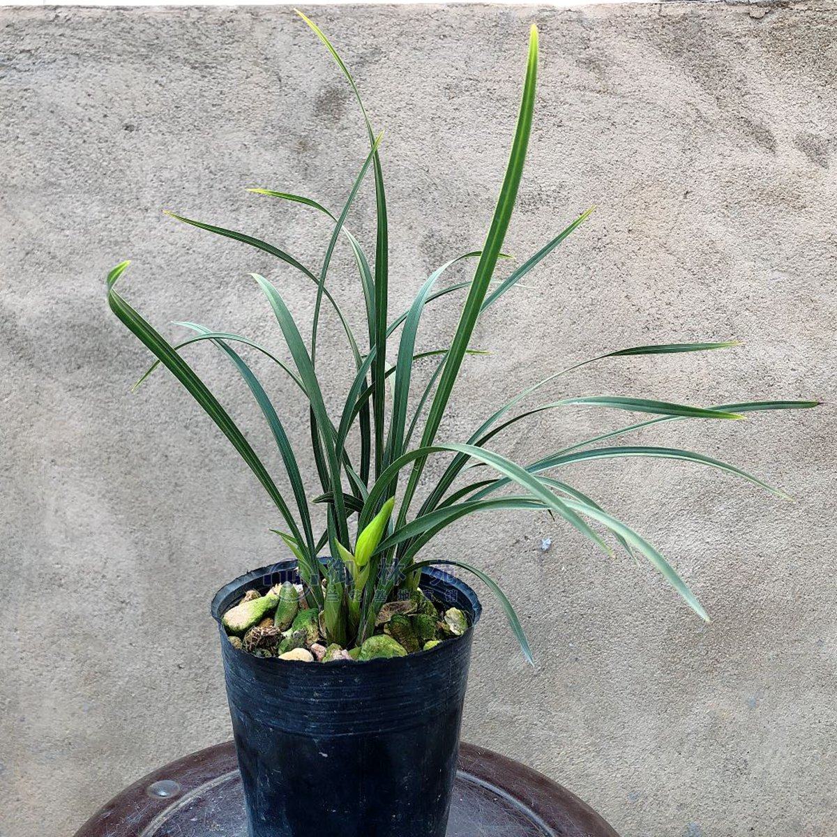 春兰素心白雪冰心兰花苗高档花卉植物盆栽年底带花苞包邮正品浓香