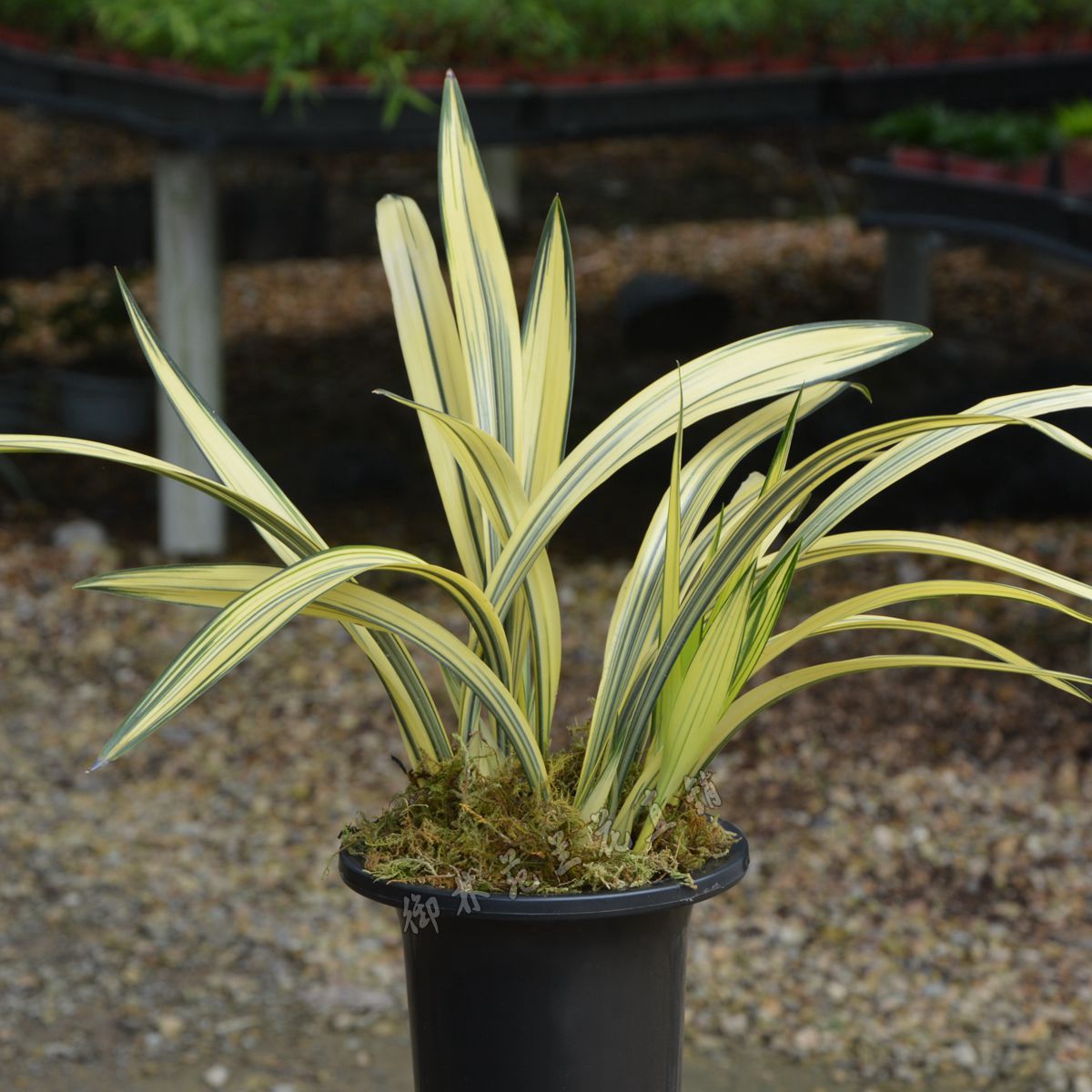 黄金兰花花苗墨兰万代中透叶艺线艺兰名贵品种时令草本花卉