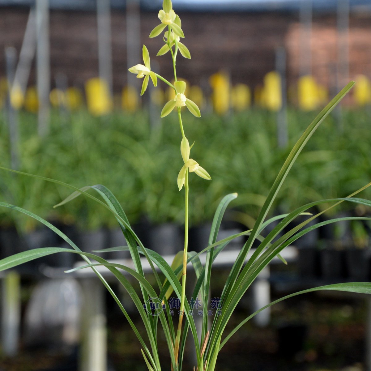 建兰绿植浓香正品包邮花苞花期品兰明月名品时令草本花卉