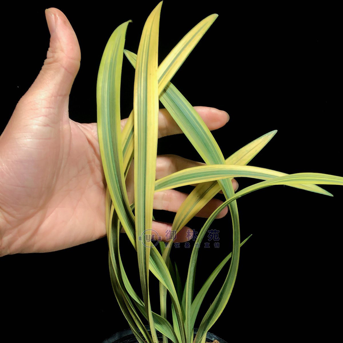 建兰卧龙素兰线艺花苗高档花卉植物盆栽花期时令草本花卉