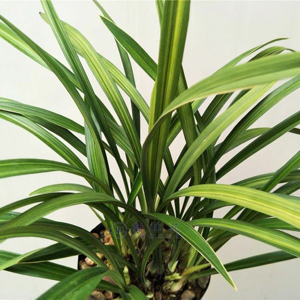 兰花花苗金丝马尾建兰线艺室内盆景绿植盆栽时令草本花卉