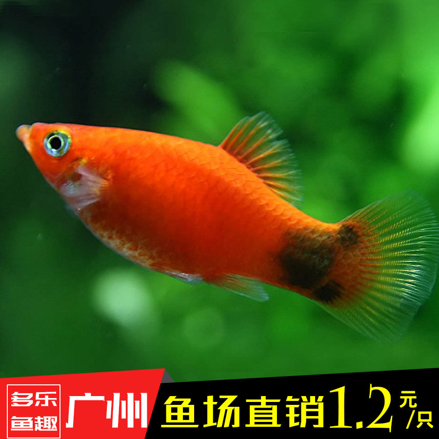 热带鱼红色米奇40条包邮月光鱼观赏鱼群游新手闯缸水族小型鱼活体
