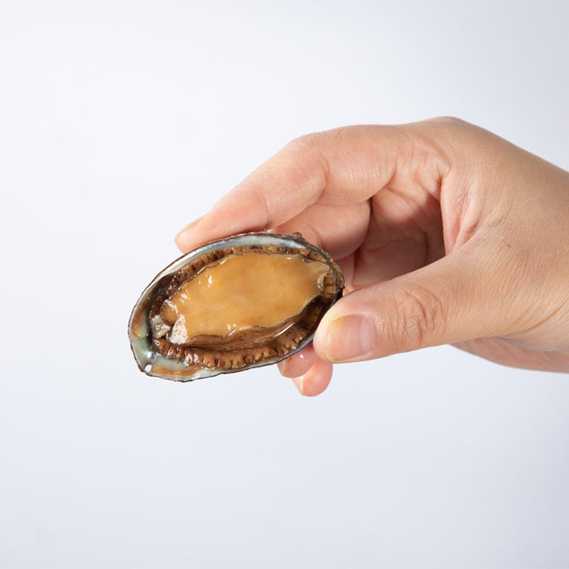 鲍鱼顺丰发货1618头一斤烟台新鲜海捕大海鲜水产鲍鱼