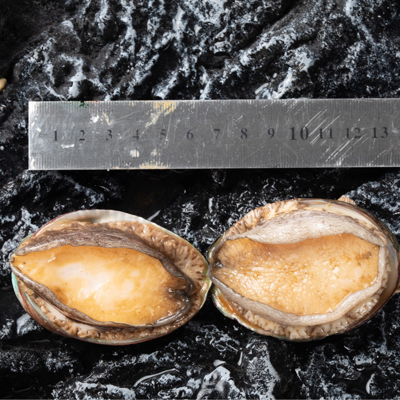 鲍鱼910头500g长岛鲜活海捕大九孔超大贝类海鲜鲍鱼