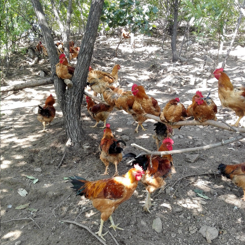 庄河大骨鸡 土鸡大公鸡走地鸡农家散养正宗新鲜三黄鸡包邮免运费