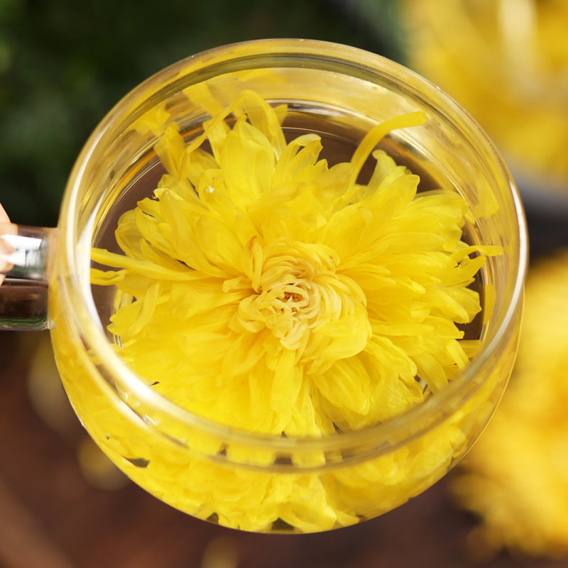 菊花茶金丝皇菊菊花一朵一杯黄菊大朵黄菊花野生特级去火清热解毒