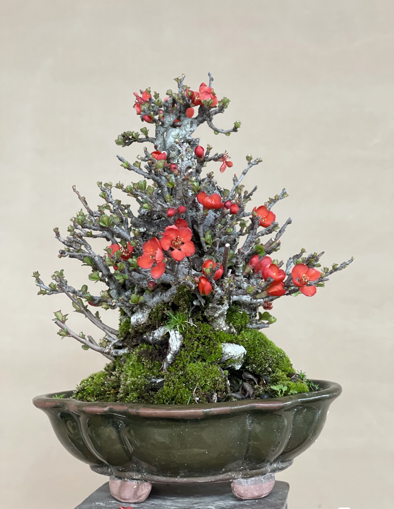 日本盆栽年宵老树树花年满年年绿植进口植物时令草本花卉