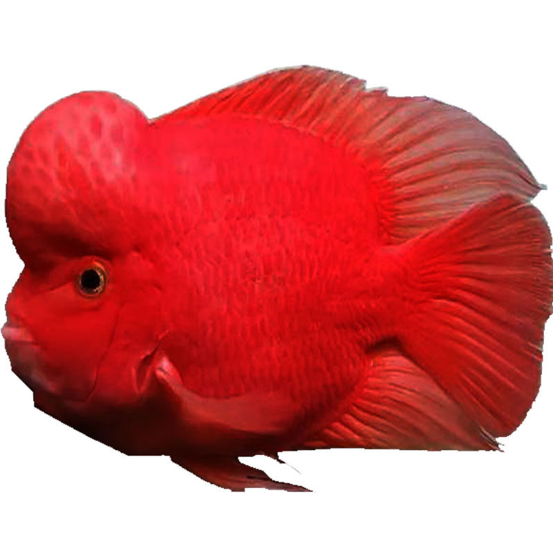 财神起头鹦鹉鱼正宗活体元宝鹦鹉招财观赏热带鱼鱼