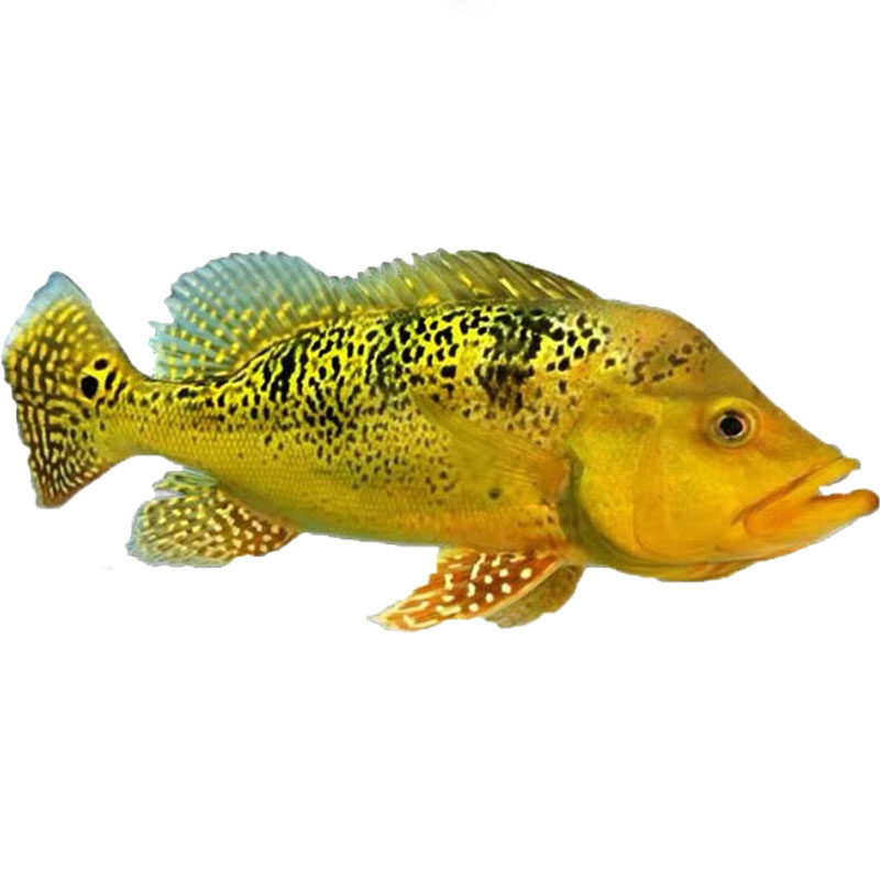 帝王黄金中层龙鱼凶猛观赏鱼西亚巴西虫纹活体鱼